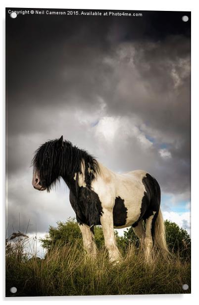  The Wild Pony Acrylic by Neil Cameron