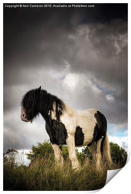  The Wild Pony Print by Neil Cameron