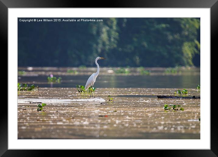 Kinabatangan River Egret Framed Mounted Print by Lee Wilson