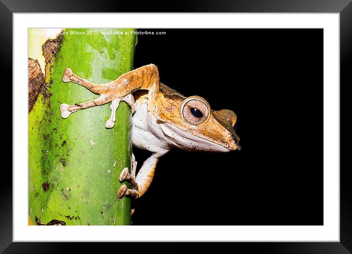  Tree Frog Framed Mounted Print by Lee Wilson