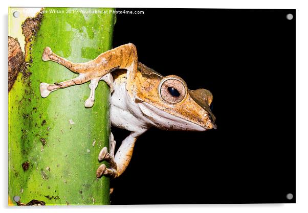  Tree Frog Acrylic by Lee Wilson