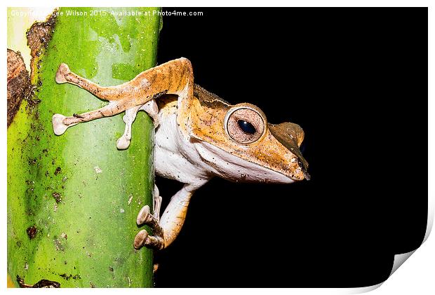  Tree Frog Print by Lee Wilson