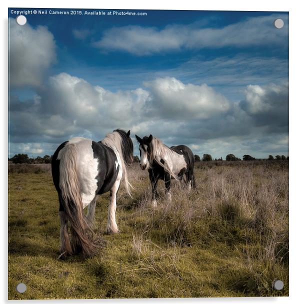  Wild Ponies of Figham Acrylic by Neil Cameron