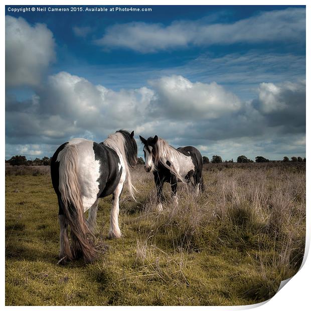  Wild Ponies of Figham Print by Neil Cameron
