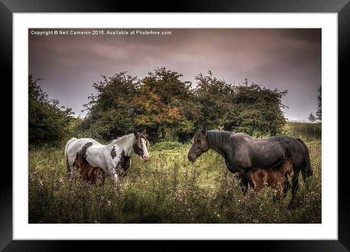  Two Mares and Two Foals Framed Mounted Print by Neil Cameron