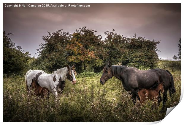  Two Mares and Two Foals Print by Neil Cameron