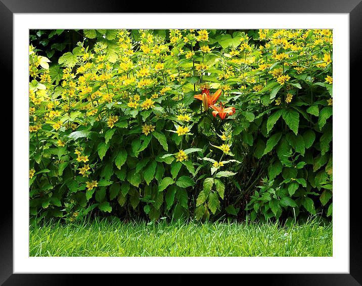 Loosestrife Framed Mounted Print by Victor Burnside