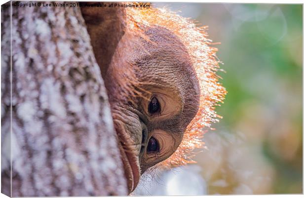  Orangutan Itinban Canvas Print by Lee Wilson