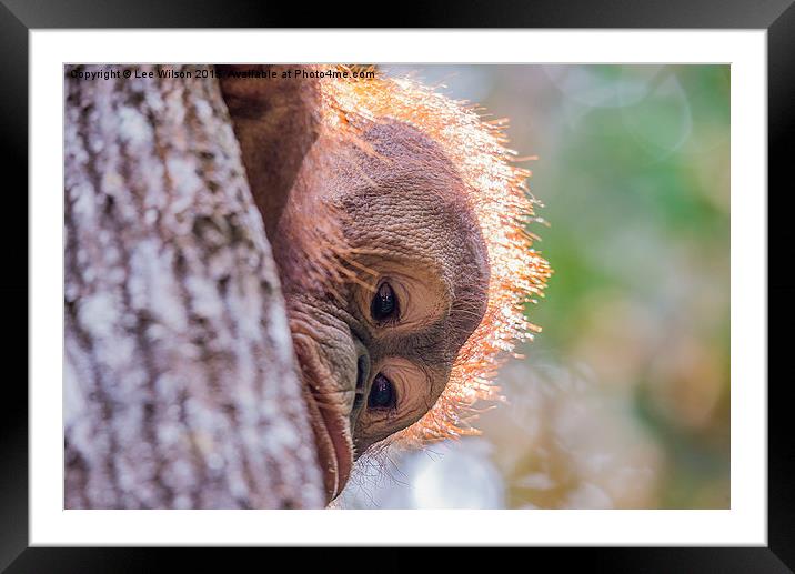  Orangutan Itinban Framed Mounted Print by Lee Wilson