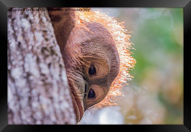  Orangutan Itinban Framed Print by Lee Wilson