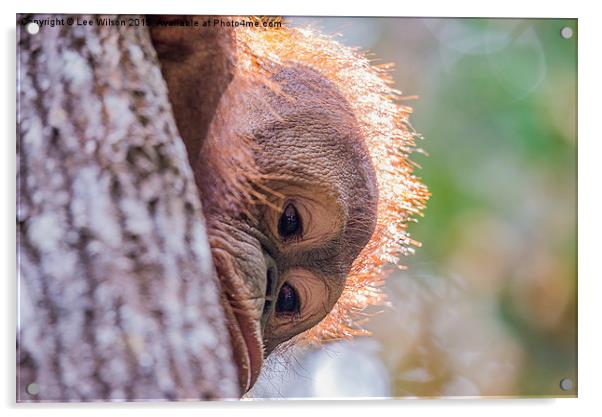  Orangutan Itinban Acrylic by Lee Wilson