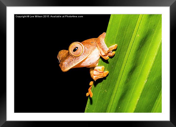 Borneo Tree Frog Framed Mounted Print by Lee Wilson