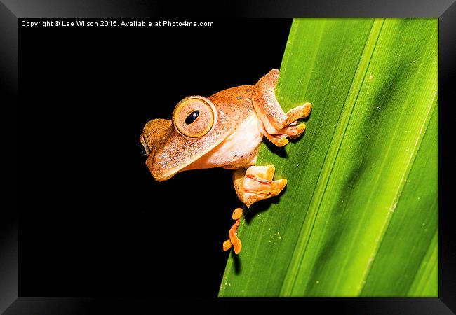  Borneo Tree Frog Framed Print by Lee Wilson