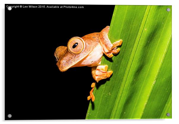  Borneo Tree Frog Acrylic by Lee Wilson