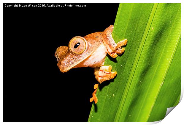  Borneo Tree Frog Print by Lee Wilson