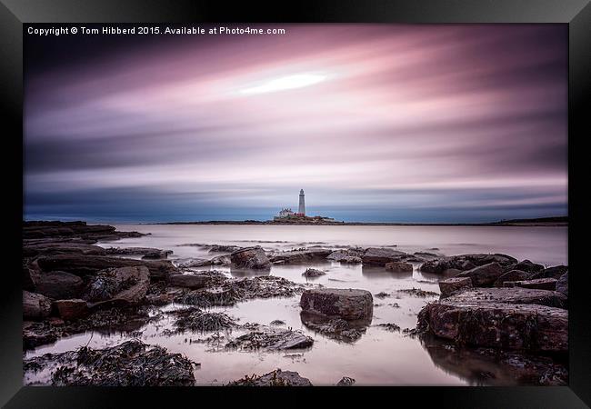 Streaking past St Mary's Lighthouse Framed Print by Tom Hibberd