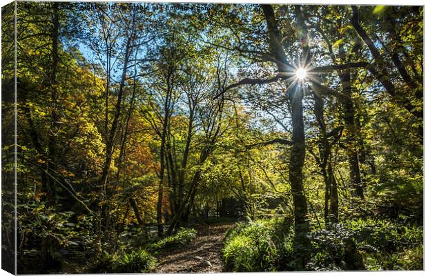  A walk through the woods at Tarr Steps,Somerset Canvas Print by Sue Knight