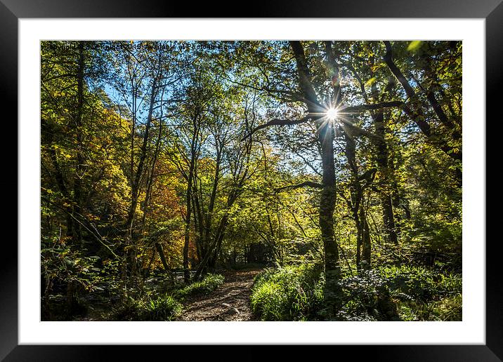  A walk through the woods at Tarr Steps,Somerset Framed Mounted Print by Sue Knight