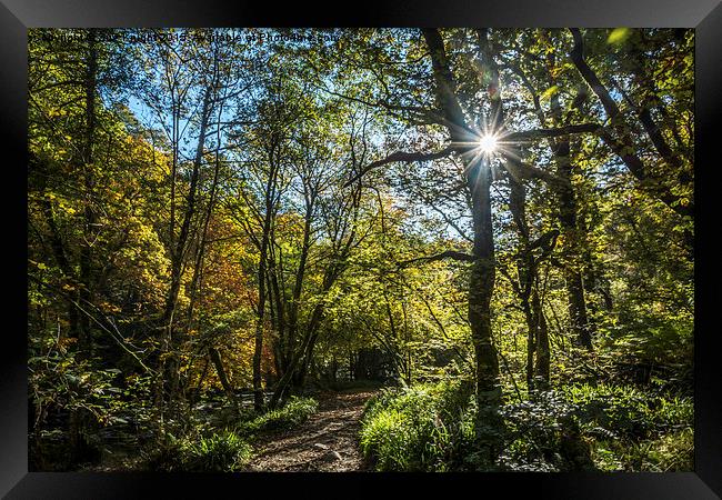  A walk through the woods at Tarr Steps,Somerset Framed Print by Sue Knight