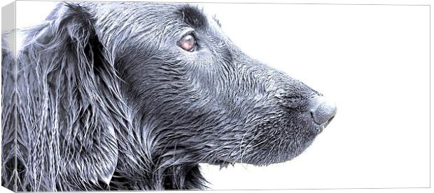  Side view of a Flat Coat Retriever Dog with a sli Canvas Print by Sue Bottomley