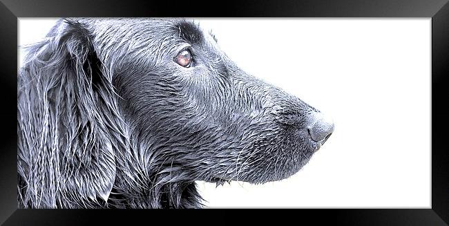  Side view of a Flat Coat Retriever Dog with a sli Framed Print by Sue Bottomley