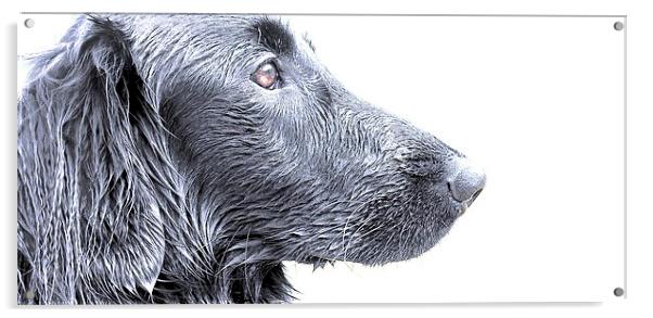  Side view of a Flat Coat Retriever Dog with a sli Acrylic by Sue Bottomley