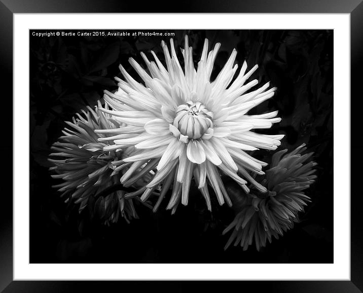  Flowers in bloom Framed Mounted Print by Bertie Carter