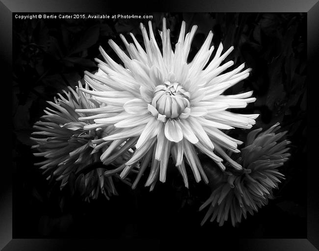  Flowers in bloom Framed Print by Bertie Carter