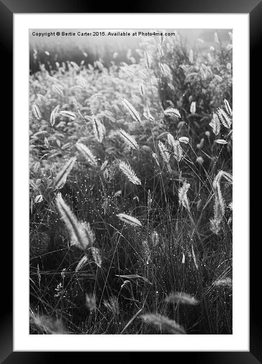  Morning dew in field Framed Mounted Print by Bertie Carter