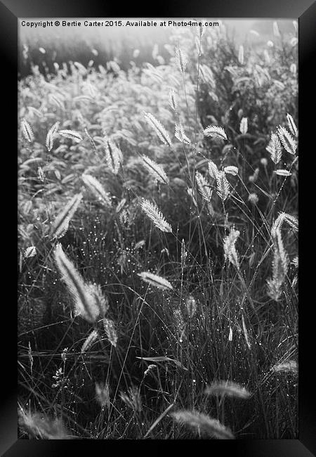  Morning dew in field Framed Print by Bertie Carter