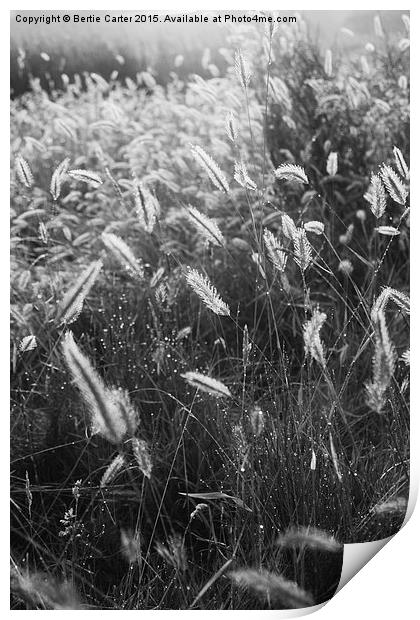  Morning dew in field Print by Bertie Carter