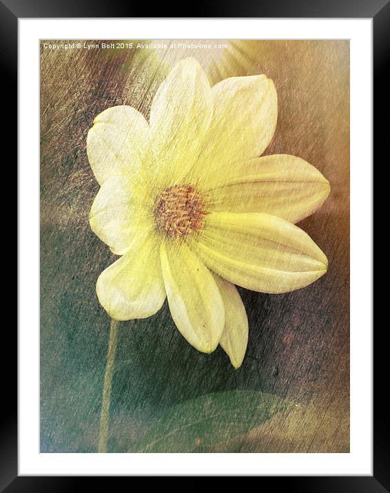  Dahlia Framed Mounted Print by Lynn Bolt