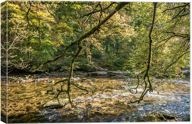  A peaceful scene at Tarr Steps woods Canvas Print by Sue Knight