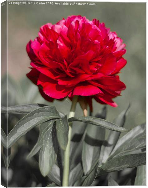  Red Peony Canvas Print by Bertie Carter