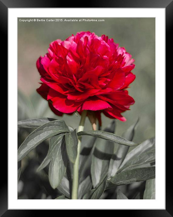  Red Peony Framed Mounted Print by Bertie Carter