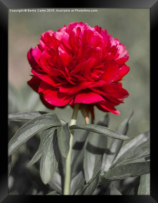  Red Peony Framed Print by Bertie Carter