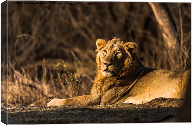  Asiatic Lion: The Pride of Gir Forest Canvas Print by Swapan Banik