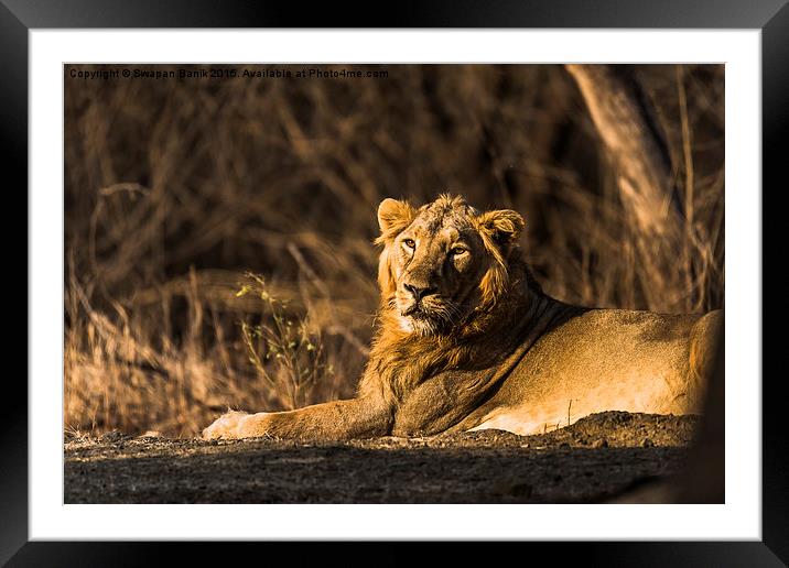  Asiatic Lion: The Pride of Gir Forest Framed Mounted Print by Swapan Banik