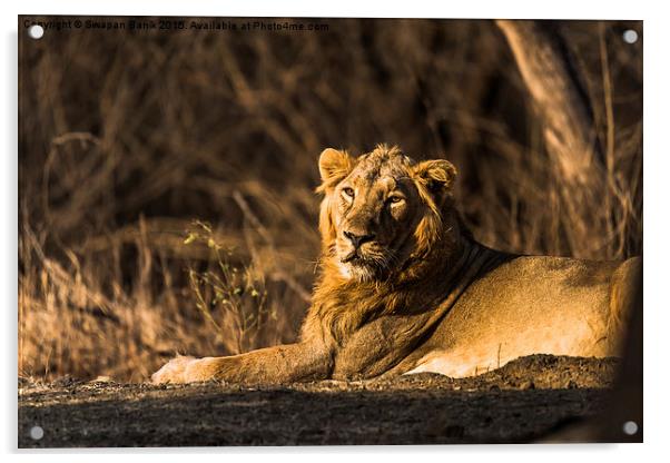  Asiatic Lion: The Pride of Gir Forest Acrylic by Swapan Banik