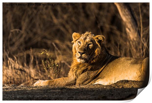  Asiatic Lion: The Pride of Gir Forest Print by Swapan Banik