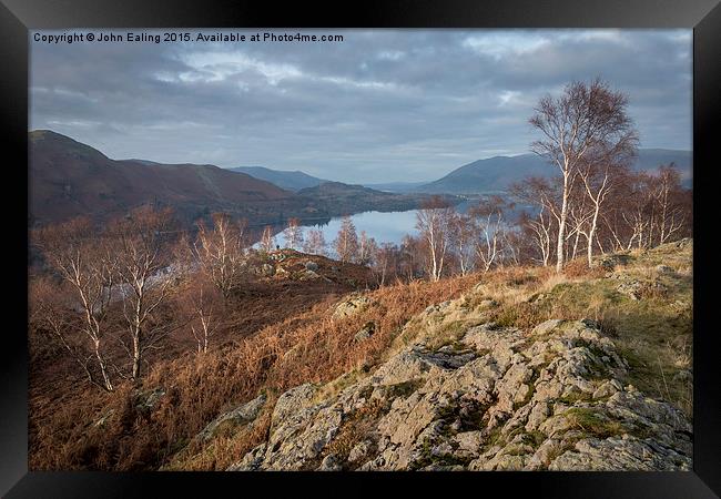  Birches over Keswick Framed Print by John Ealing