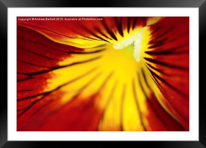 Macro of a Pansy. Framed Mounted Print by Andrew Bartlett