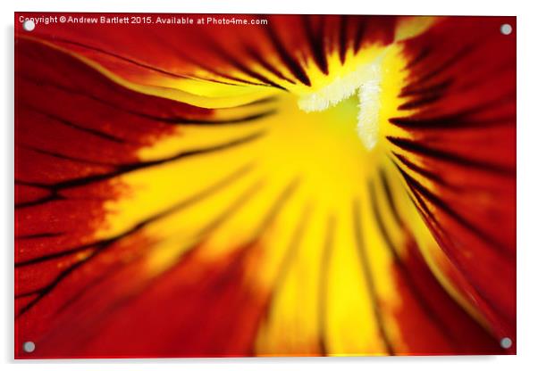 Macro of a Pansy. Acrylic by Andrew Bartlett