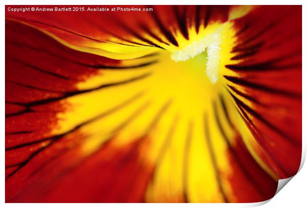 Macro of a Pansy. Print by Andrew Bartlett