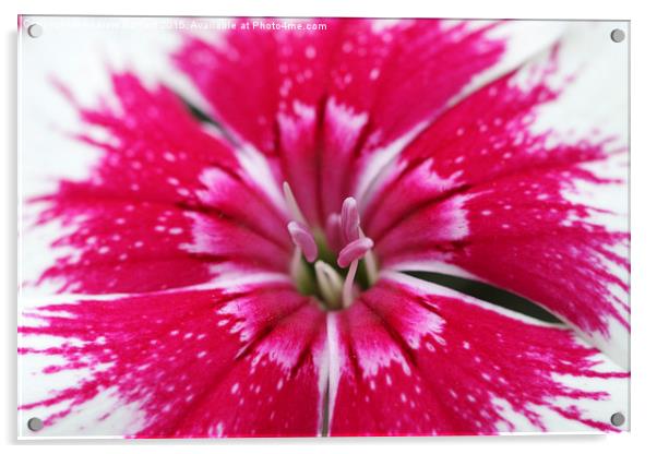  Macro of a Dianthus. Acrylic by Andrew Bartlett