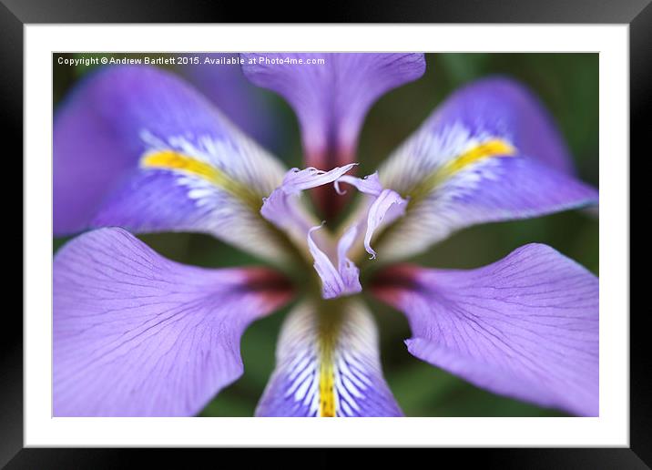 Iris unguicularis 'Mary Barnard' macro Framed Mounted Print by Andrew Bartlett