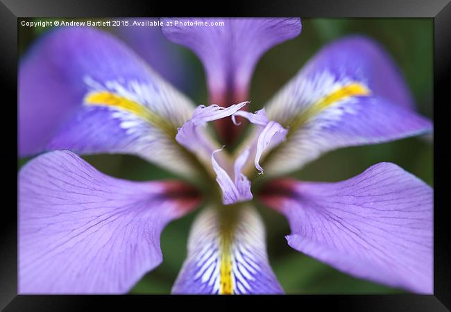 Iris unguicularis 'Mary Barnard' macro Framed Print by Andrew Bartlett