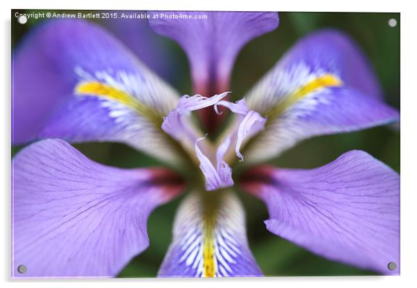 Iris unguicularis 'Mary Barnard' macro Acrylic by Andrew Bartlett
