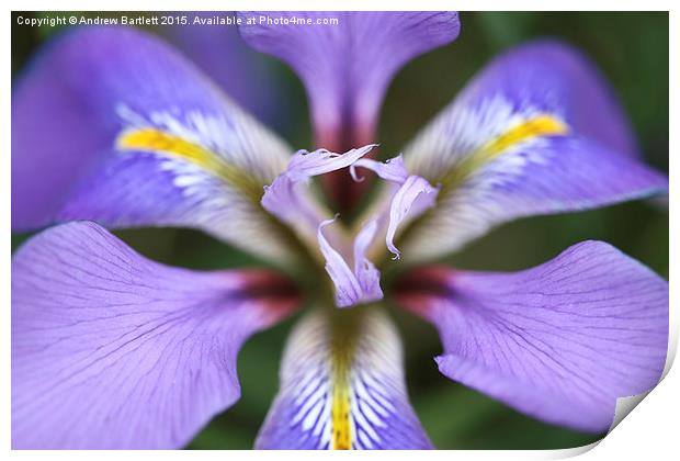 Iris unguicularis 'Mary Barnard' macro Print by Andrew Bartlett