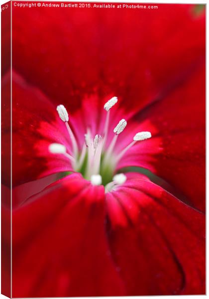  Macro of a Dianthus. Canvas Print by Andrew Bartlett